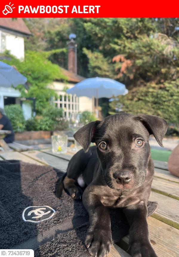 Lost Male Dog last seen Birmginham, West Midlands, England 