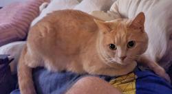 Lost Male Cat last seen Occoquan Club and Bacon Race road, County Center, VA 22192