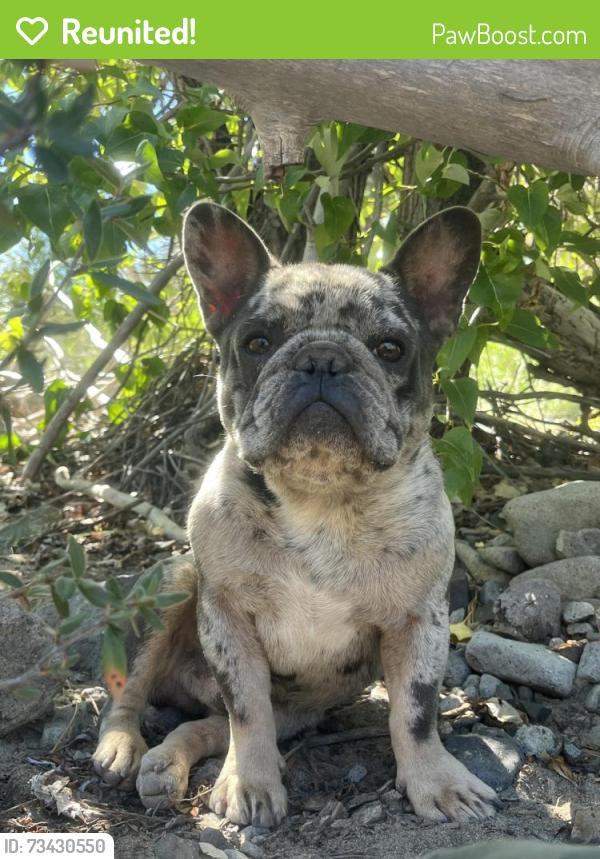Reunited Male Dog last seen Nina ln, Fiddletown, CA 95629