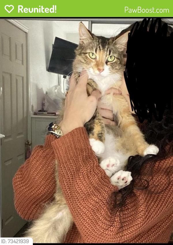 Reunited Female Cat last seen Nelson & Eisenhower, Santa Clara, CA 95054