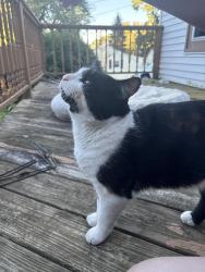 Found/Stray Male Cat last seen Front yard of 2300 Oaknoll st auburn hills MI, Auburn Hills, MI 48326