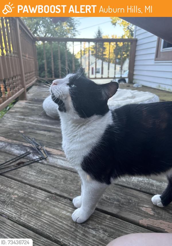 Found/Stray Male Cat last seen Front yard of 2300 Oaknoll st auburn hills MI, Auburn Hills, MI 48326
