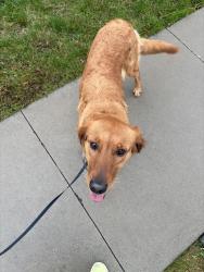 Reunited Female Dog last seen Westhill drive, Rochester, MN 55902