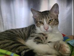 Shelter Stray Male Cat last seen , 1850 W 60th St, Los Angeles, CA 90047, USA