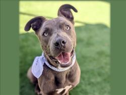 Shelter Stray Male Dog last seen , 957 N Gaffey St, San Pedro, CA 90731, USA