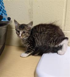 Shelter Stray Female Cat last seen MACARTHUR ST & DOOLITTLE ST, 2127 Front St, Sacramento, CA 95818, USA
