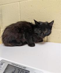 Shelter Stray Female Cat last seen MACARTHUR ST & DOOLITTLE ST, 2127 Front St, Sacramento, CA 95818, USA