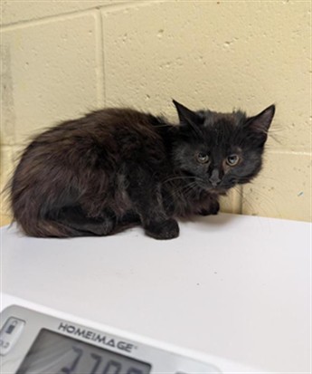 Shelter Stray Female Cat last seen MACARTHUR ST & DOOLITTLE ST, 2127 Front St, Sacramento, CA 95818, USA