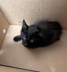 Shelter Stray Male Cat last seen MACARTHUR ST & DOOLITTLE ST, 2127 Front St, Sacramento, CA 95818, USA