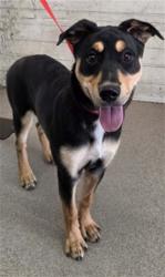 Shelter Stray Female Dog last seen E HIGHLAND AVE & N WATERMAN AVE, SAN BERNARDINO, CA, 92404, USA, 333 Chandler Pl, San Bernardino, CA 92408, USA