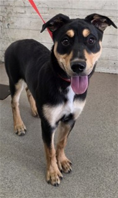 Shelter Stray Female Dog last seen E HIGHLAND AVE & N WATERMAN AVE, SAN BERNARDINO, CA, 92404, USA, 333 Chandler Pl, San Bernardino, CA 92408, USA