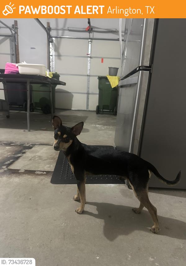 Found/Stray Male Dog last seen Green Oaks and Greenbelt in North Arlington, Arlington, TX 76012
