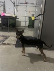 Found/Stray Male Dog last seen Green Oaks and Greenbelt in North Arlington, Arlington, TX 76012
