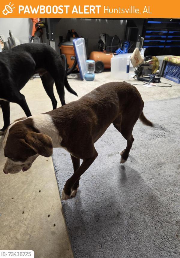 Found/Stray Unknown Dog last seen Anslee Way and Blakebottom... 255/53, Huntsville, AL 35806
