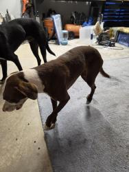 Found/Stray Unknown Dog last seen Anslee Way and Blakebottom... 255/53, Huntsville, AL 35806