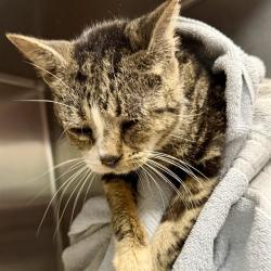 Shelter Stray Female Cat last seen PECKHAM AVE/NILES RD, MT DORA, 12280 County Rd 448, Tavares, FL 32778, USA