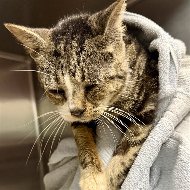 Shelter Stray Female Cat last seen PECKHAM AVE/NILES RD, MT DORA, 12280 County Rd 448, Tavares, FL 32778, USA