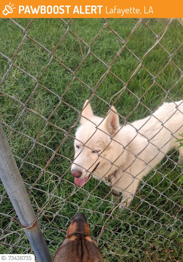 Found/Stray Male Dog last seen Newport street, Lafayette, LA 70506
