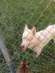 Found/Stray Male Dog last seen Newport street, Lafayette, LA 70506