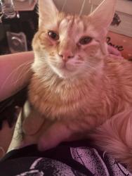 Lost Male Cat last seen ingles in belton, Belton, SC 29627
