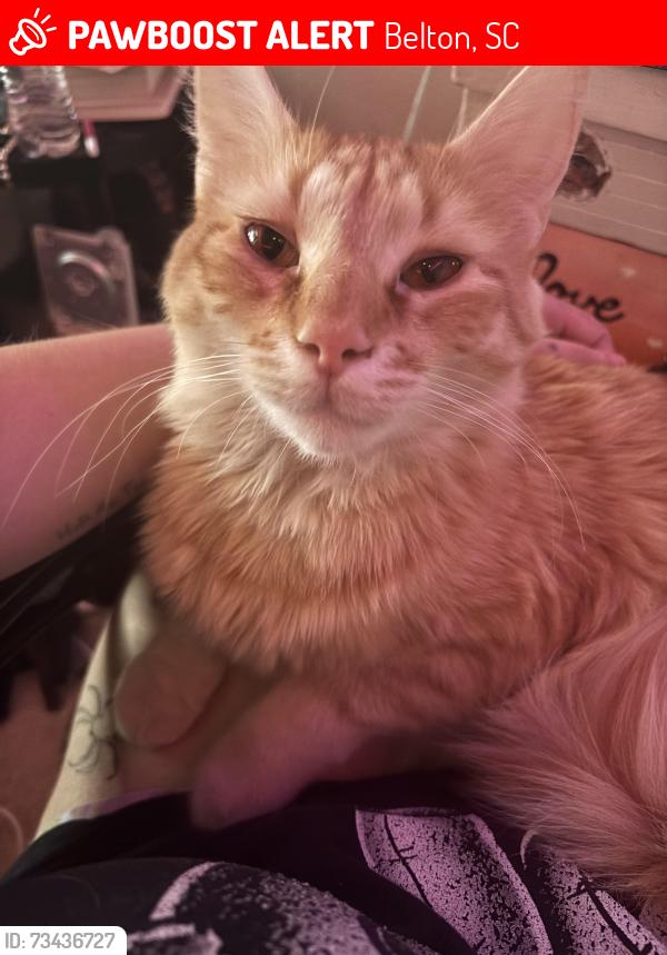 Lost Male Cat last seen ingles in belton, Belton, SC 29627