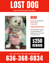 Lost Male Dog last seen 7th Street, Lexington, KY 40508