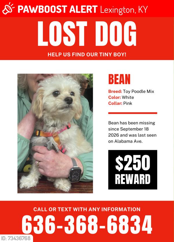 Lost Male Dog last seen 7th Street, Lexington, KY 40508