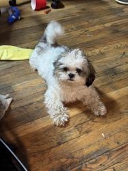 Reunited Female Dog last seen Central Green Park - 3rd ave and 34th st e, Minneapolis, MN 55408