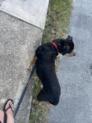 Found/Stray Male Dog last seen Side of the road with a collar, Chattanooga, TN 37405