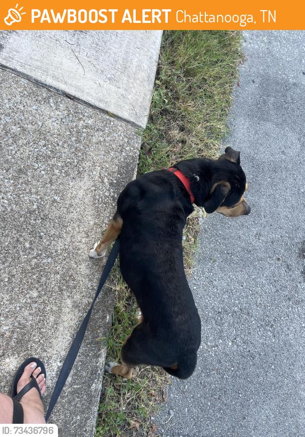 Found/Stray Male Dog last seen Side of the road with a collar, Chattanooga, TN 37405