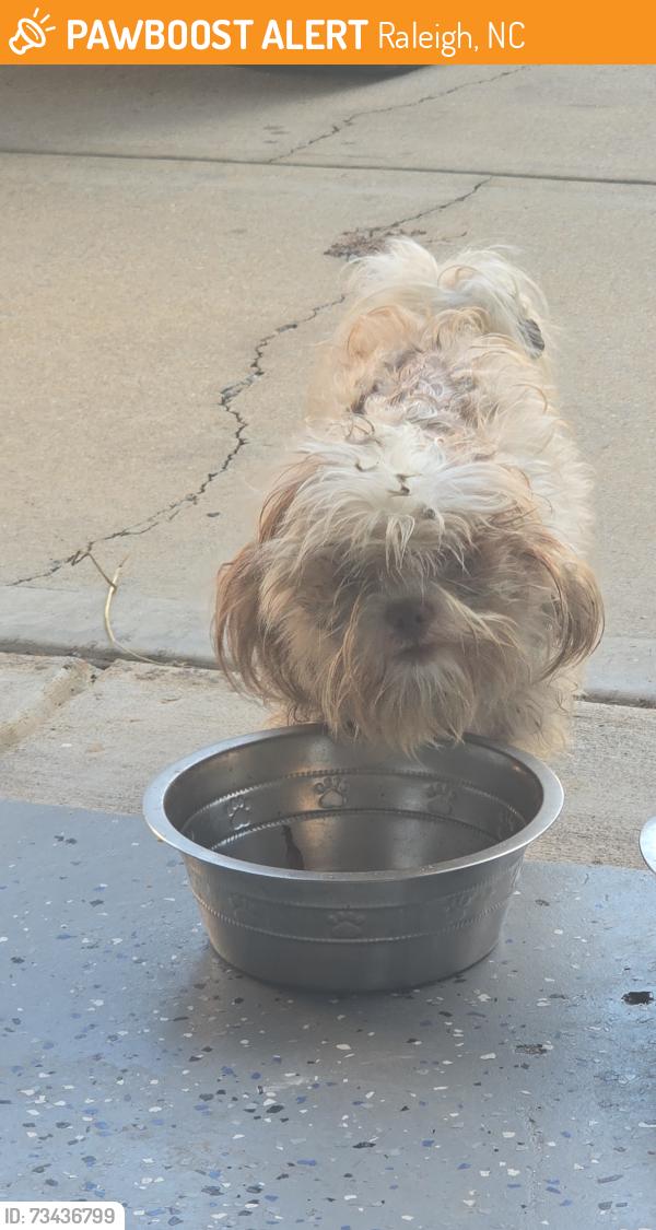 Lost Female Dog last seen Patriot Ridge Court, Raleigh, NC, Raleigh, NC 27610