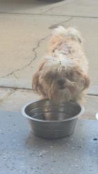 Lost Female Dog last seen Patriot Ridge Court, Raleigh, NC, Raleigh, NC 27610