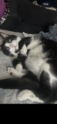 Lost Male Cat last seen Near Albertly ave and forestwood dr. Parma ohio, Parma, OH 44134