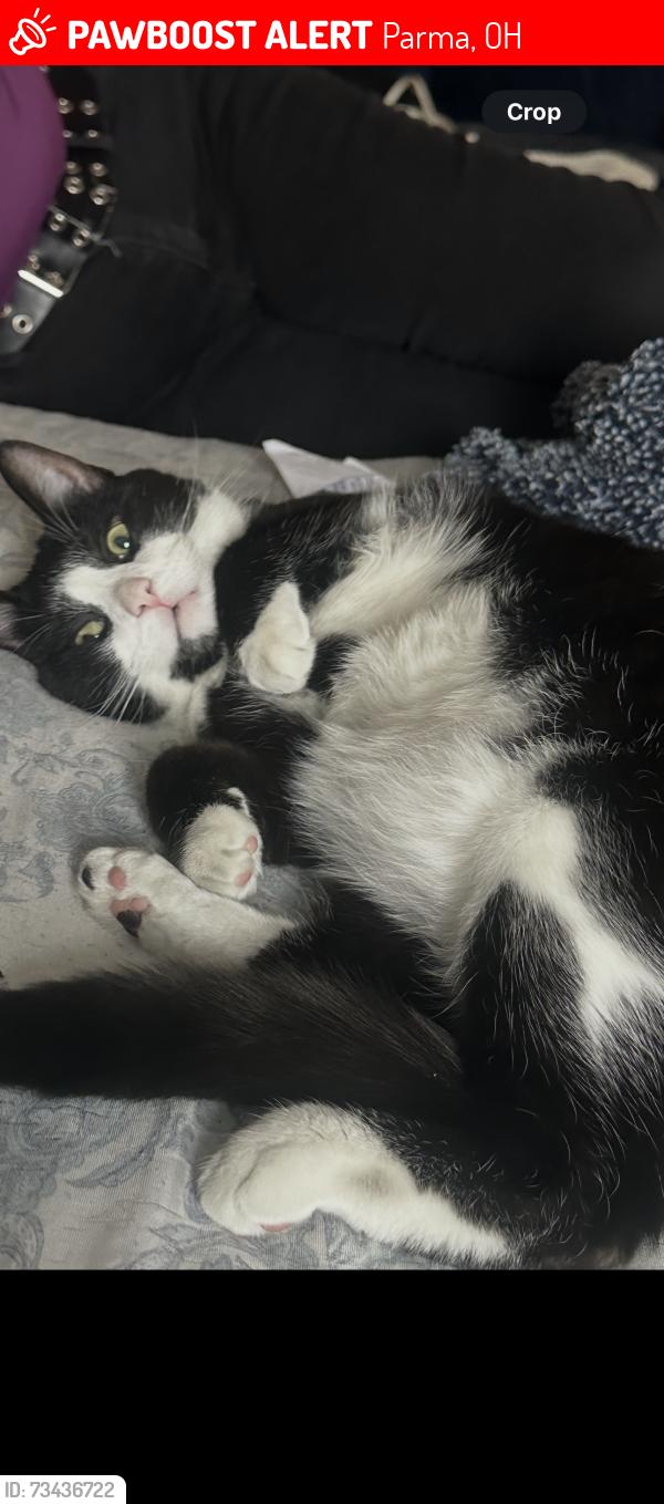 Lost Male Cat last seen Near Albertly ave and forestwood dr. Parma ohio, Parma, OH 44134