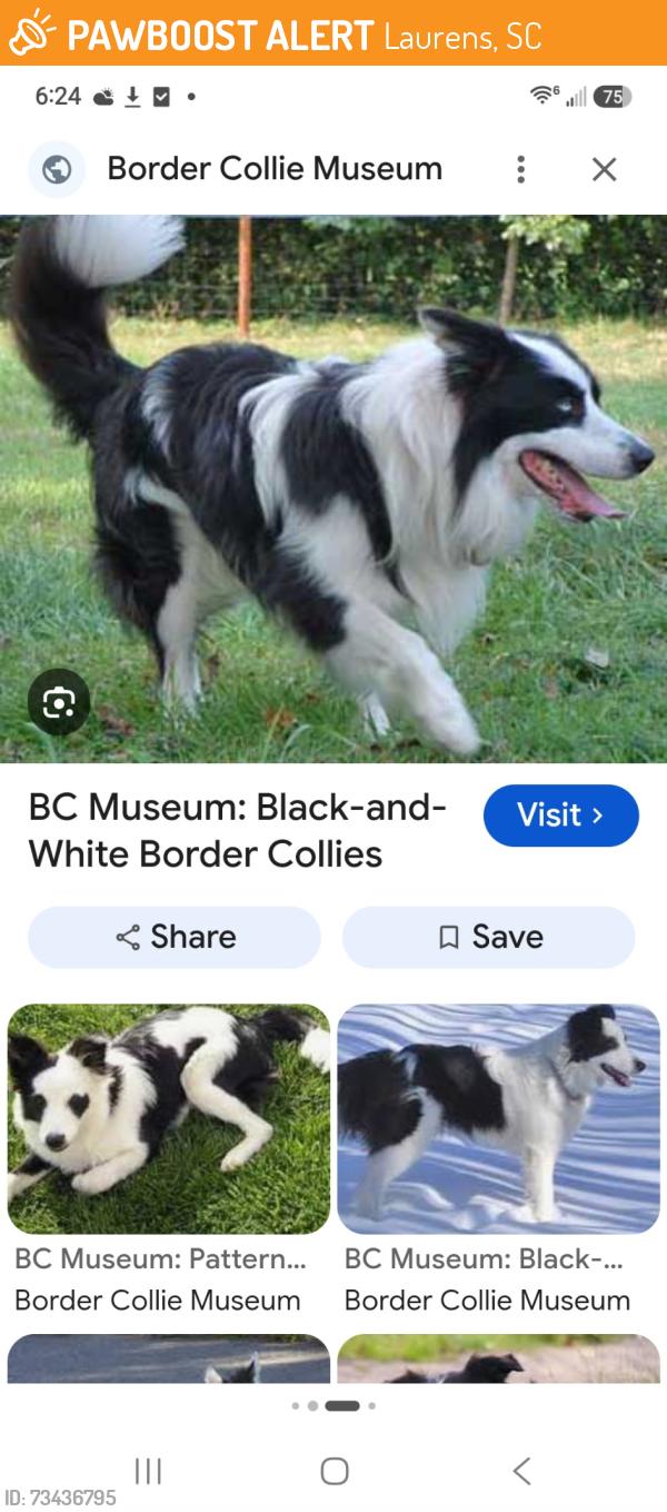Found/Stray Unknown Dog last seen Church street and Farley, Laurens, SC 29360