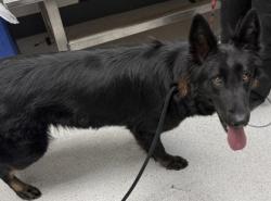 Shelter Stray Female Dog last seen Near Dorisa Ave, Oakland, CA, 1101 29th Ave, Oakland, CA 94601, USA