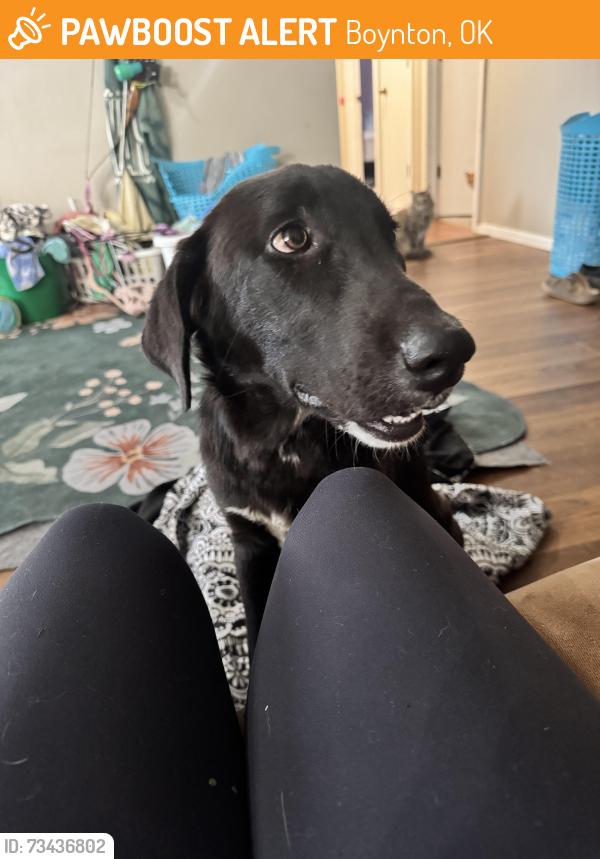 Found/Stray Male Dog last seen Highway 97, Boynton, OK 74422