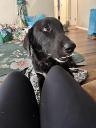 Found/Stray Male Dog last seen Highway 97, Boynton, OK 74422