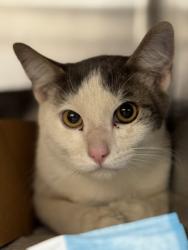 Shelter Stray Male Cat last seen LUTON DR & FREMANTLE WY, Roseville City, CA, 200 Tahoe Ave, Roseville, CA 95678, USA