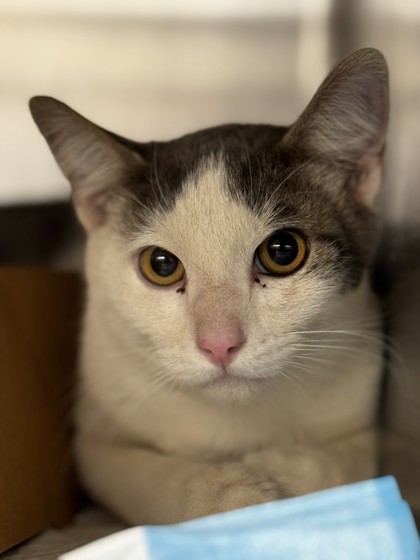 Shelter Stray Male Cat last seen LUTON DR & FREMANTLE WY, Roseville City, CA, 200 Tahoe Ave, Roseville, CA 95678, USA