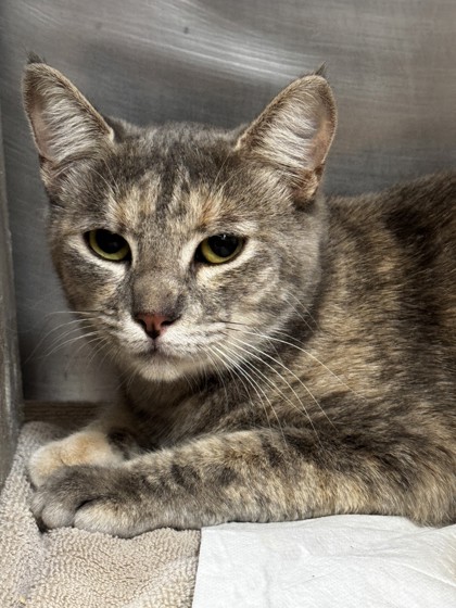 Shelter Stray Female Cat last seen SPRINGFIELD CI & SAWTELL RD, Roseville City, CA, 200 Tahoe Ave, Roseville, CA 95678, USA