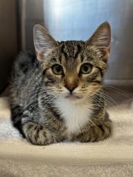 Shelter Stray Male Cat last seen ALTA VISTA AV & ENCINAL AV, Roseville City, CA, 200 Tahoe Ave, Roseville, CA 95678, USA