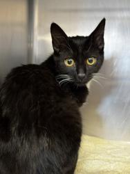 Shelter Stray Female Cat last seen PLEASANT GROVE BL & VILLAGE PLAZA DR, Roseville City, CA, 200 Tahoe Ave, Roseville, CA 95678, USA