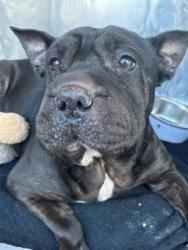 Shelter Stray Female Dog last seen Near S EUCALYPTUS ST, CITY of El Paso, TX, 5001 Fred Wilson Ave, El Paso, TX 79906, USA