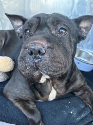 Shelter Stray Female Dog last seen Near S EUCALYPTUS ST, CITY of El Paso, TX, 5001 Fred Wilson Ave, El Paso, TX 79906, USA