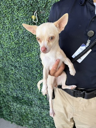 Shelter Stray Female Dog last seen Near TIERRA MINA DR, CITY of El Paso, TX, 5001 Fred Wilson Ave, El Paso, TX 79906, USA