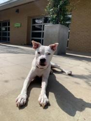 Shelter Stray Female Dog last seen Near SH 300 Lot 17, Longview, City of, TX, 303 H G Mosley Pkwy, Longview, TX 75604, USA