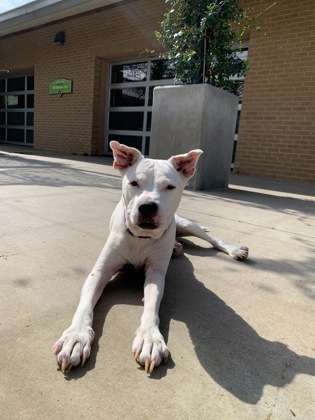 Shelter Stray Female Dog last seen Near SH 300 Lot 17, Longview, City of, TX, 303 H G Mosley Pkwy, Longview, TX 75604, USA