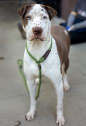 Shelter Stray Male Dog last seen Buford Hwy and Plaster RD NE, Chamblee GA 30341, 30341, GA, 3280 Chamblee Dunwoody Rd, Chamblee, GA 30341, USA
