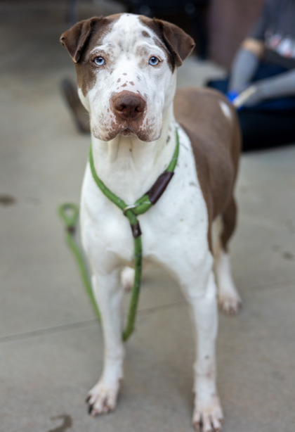 Shelter Stray Male Dog last seen Buford Hwy and Plaster RD NE, Chamblee GA 30341, 30341, GA, 3280 Chamblee Dunwoody Rd, Chamblee, GA 30341, USA